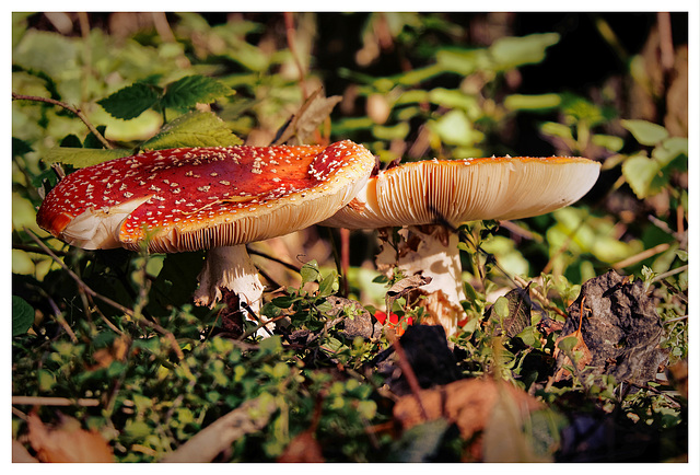 Amanita muscaria