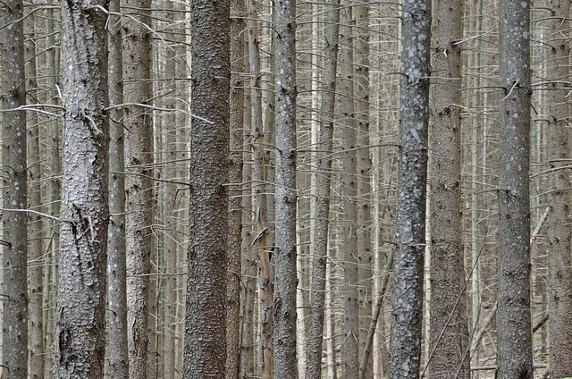 Barcode der Natur