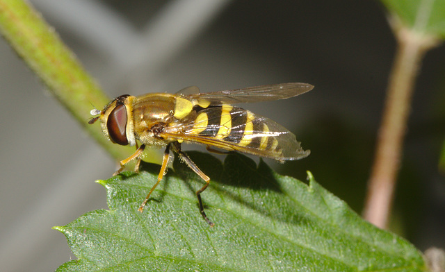 Hoverfly IMG_7703