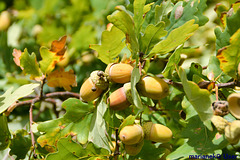 Acorns