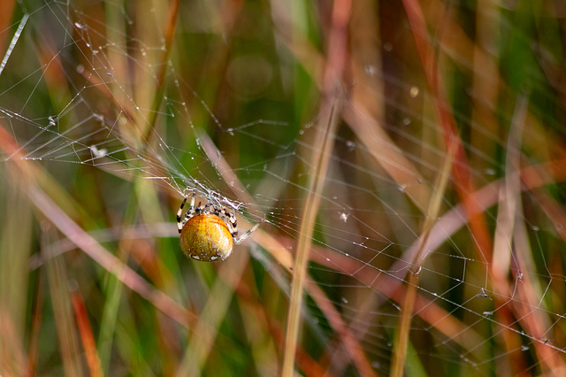 A colourful spider