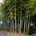 Tokyo, Bamboo Grove in the Garden of the Imperial Palace