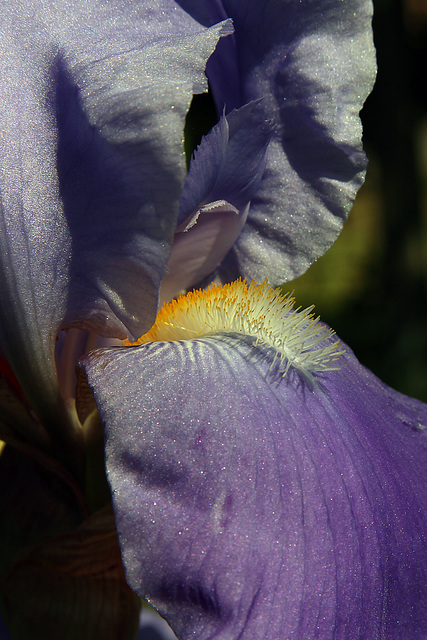 Flowers in our garden