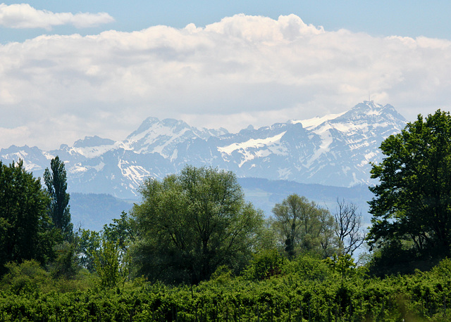 Schweizer Berge hinter dem Bodensee