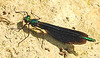 20210609 0728CPw [D~LIP] Blauflügel Prachtlibelle, UWZ, Bad Salzuflen
