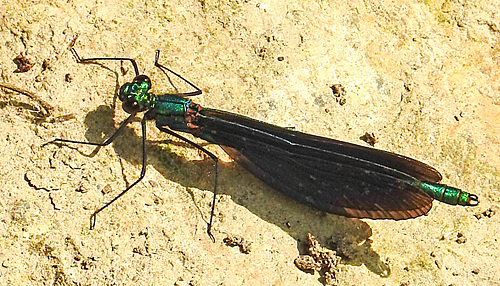 20210609 0728CPw [D~LIP] Blauflügel Prachtlibelle, UWZ, Bad Salzuflen