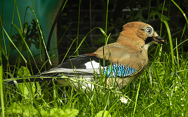20210705 1267CPw [D~LIP] Eichelhäher (Garrulus glandarius), Bad Salzuflen