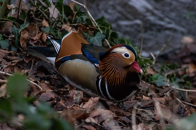 Male Mandarin on ground