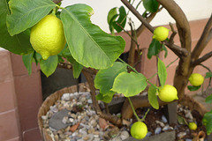 Lemon Tree