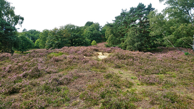 Fischbeker Heide-Bank