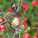 kleine Schnecke an einer japanischen Zierquitte