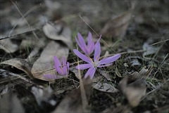 Merendera filifolia, Penedos