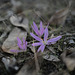 Merendera filifolia, Penedos