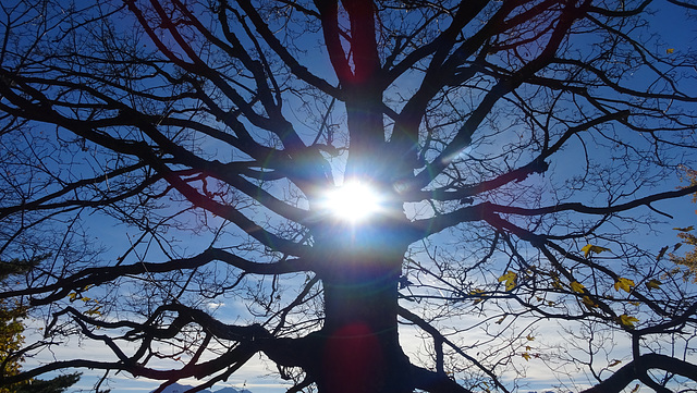 eye of the tree