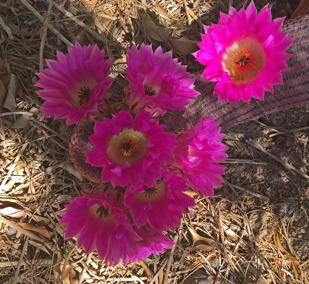 Cactus Flowers (0805)