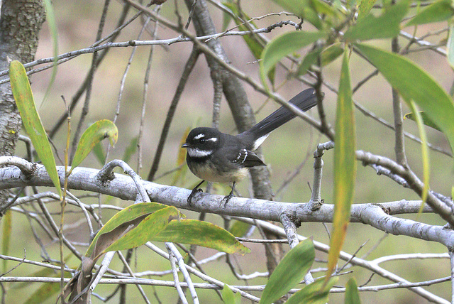 Gray Fantail