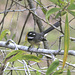 Gray Fantail