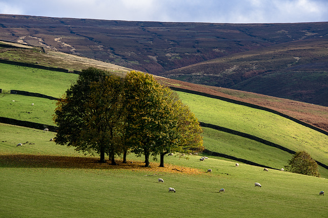 The Moorfield Trees