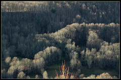 frênes en hiver  (1)