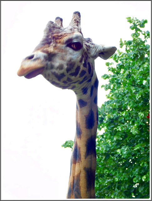 Au parc zoologique de la Bourbansais (22)