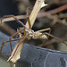 Spider IMG_7853