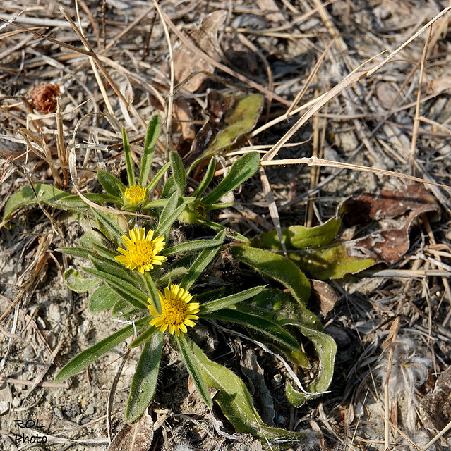 Survivre à plus de 50° plein soleil et sans eau...!