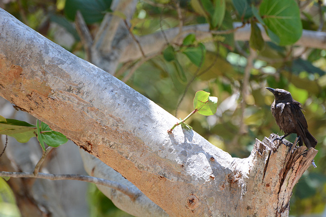 Venezuela, Playa Valle Seco, Small Bird