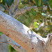 Venezuela, Playa Valle Seco, Small Bird