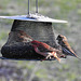 Purple Finch