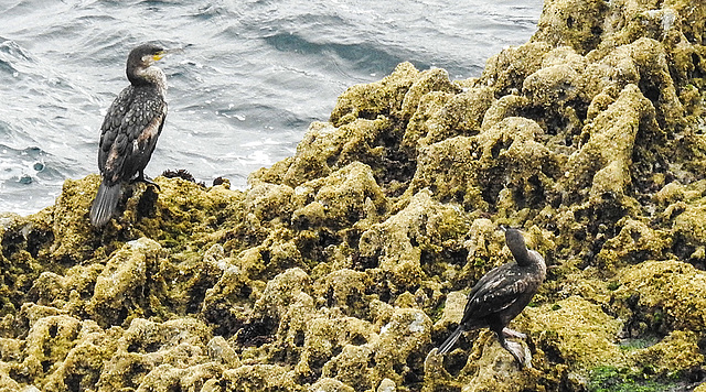 20190614 5297CPw [R~GB] Kormoran, Krähenscharbe, Castlemartin Range, Wales