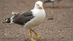 Marching Gull