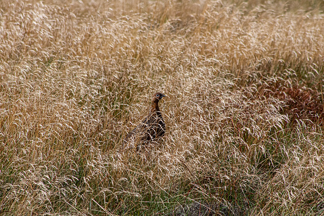 Red Grouse