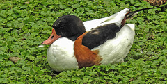 20190907 5980CPw [D~HRO] Brandgans (Tadorna tadorna), Zoo, Rostock