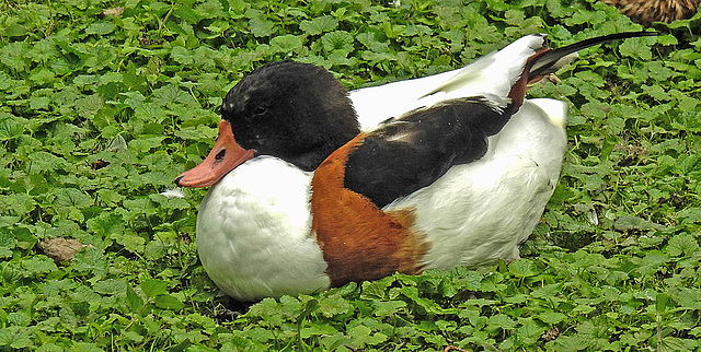 20190907 5980CPw [D~HRO] Brandgans (Tadorna tadorna), Zoo, Rostock