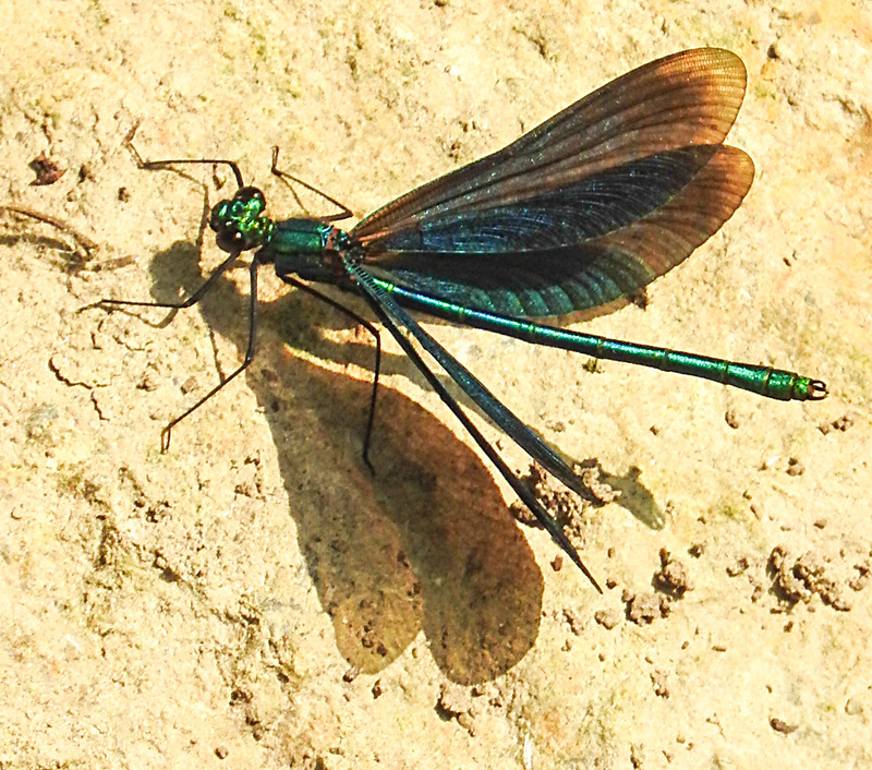 20210609 0729CPw [D~LIP] Blauflügel Prachtlibelle, UWZ, Bad Salzuflen