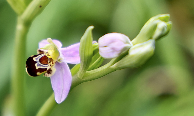 Miracle au jardin... !