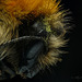 Face of a bee