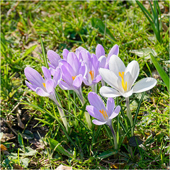Crocuses 2025 37 Crocuses 2025 37
