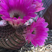 Cactus Flowers (0807)
