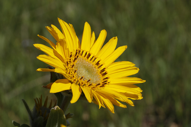 Arrow-leaf Balsamroot