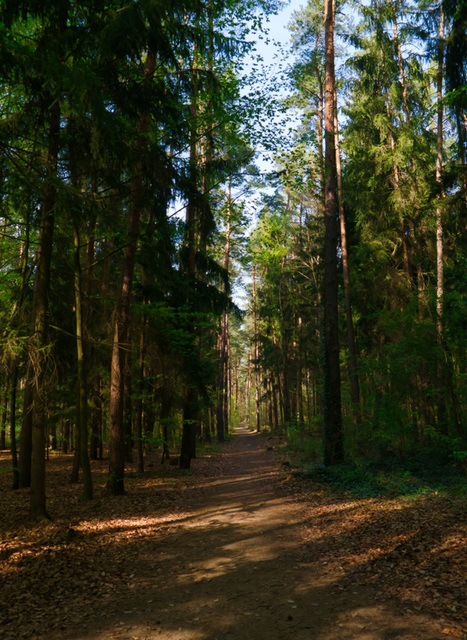 Waldweg