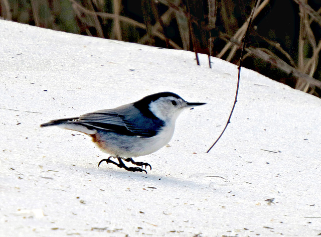 White-breasted Nuthatch, Feb. 15, 2019