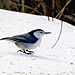 White-breasted Nuthatch, Feb. 15, 2019