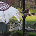 Purple Finch