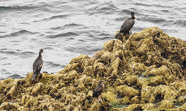 20190614 5298CPw [R~GB] Kormoran, Krähenscharbe, Castlemartin Range, Wales