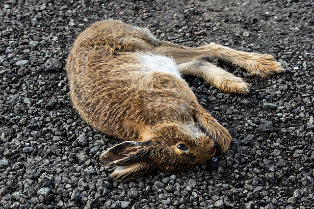 Mountain Hare - Road accident