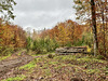 im Herbstwald
