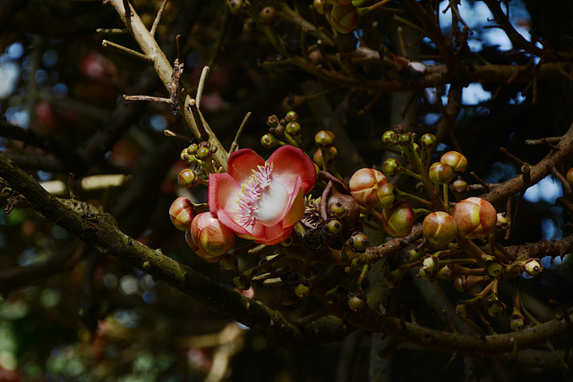 Uganda, Entebbe Botanical Garden, Flower of Cannonball Tree