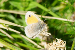 Kleines Wiesenvögelchen II