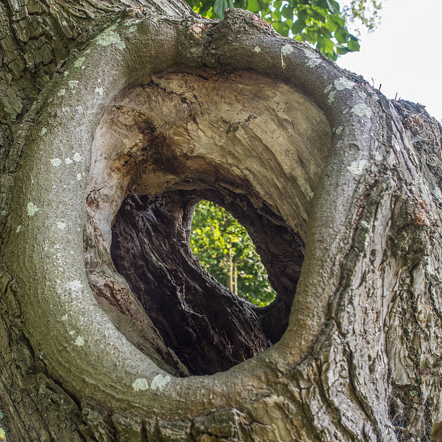 Holzauge sei wachsam